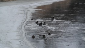 Ducks on Nicola river, which way is south?