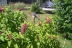 Love lies bleeding, Merritt BC, Photo KDG