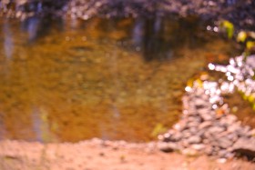 Returning salmon, look for spawning opportunity, Photo KDG