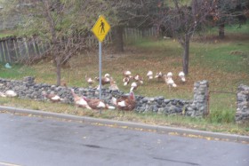 Free range Turkeys out and about on Garcia street, poultry workers are considered at risk for the flu and qualify for free flu clinics. Photo KDG