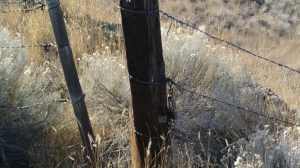 A couple  of locks and a chain left hanging on a gate to a ranchers property signals responsible invitation Photo KDG
