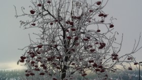 Mountain ash Tree native of England Photo KDG