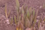 Appledorm tulips breaking soil in Merritt February 17th /15 Photo KDG