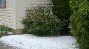 Hail mocks the bloom outside the united church in Merritt Photo KDG