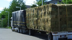 Some hay growers are saying that crops are ahead. Photo KDG