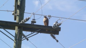 This hawk seems relaxed around electrical fixtures. Photo KDG