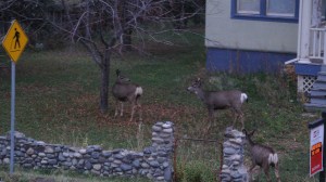 Deer on Garcia street Merritt Photo KDG