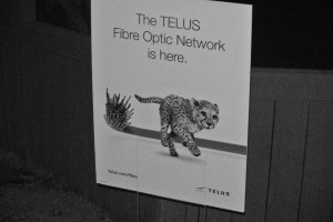 Telus making its presence known in Merritt. Photo KDG