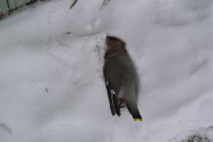 Waxwing bird with cat tracks Photo KDG