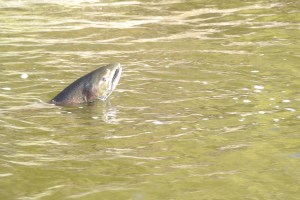 A returning Salmon rises out of the water Nicola river Hyway 8 train bridge walking trail, Merritt BC August 12th/16 Photo KDG
