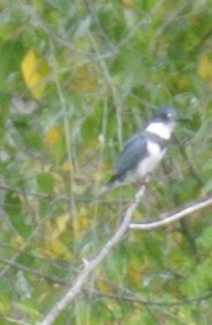 Kingfisher Photo KDG