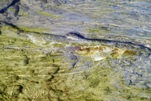 salmon in the Nicola river, finished its natural life cycle.. Photo KDG