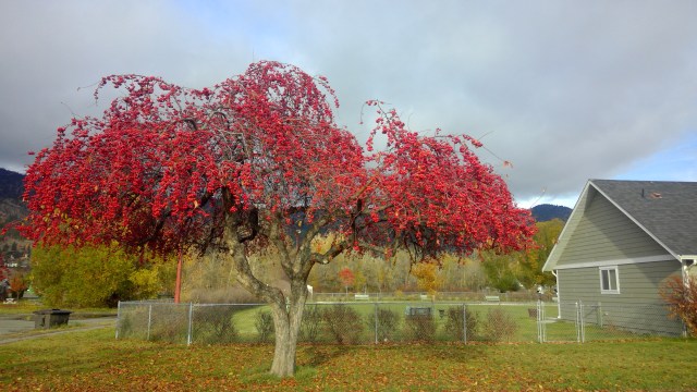 win_20161030_15_00_57_pro