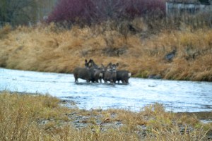 700 rivers/ creeks on the trans mountain, expansion., consultation was made to address them. KDG