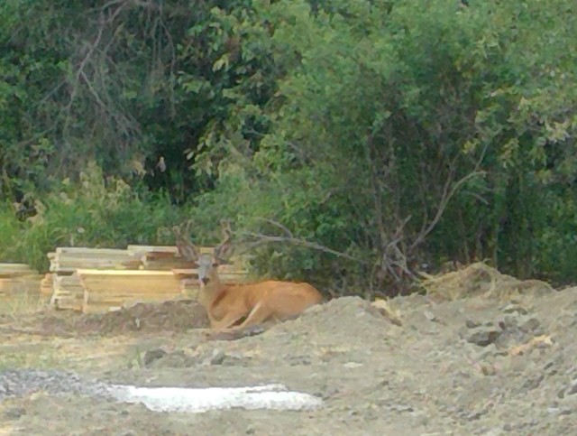 WIN_20170722_12_24_31_Pro (3)