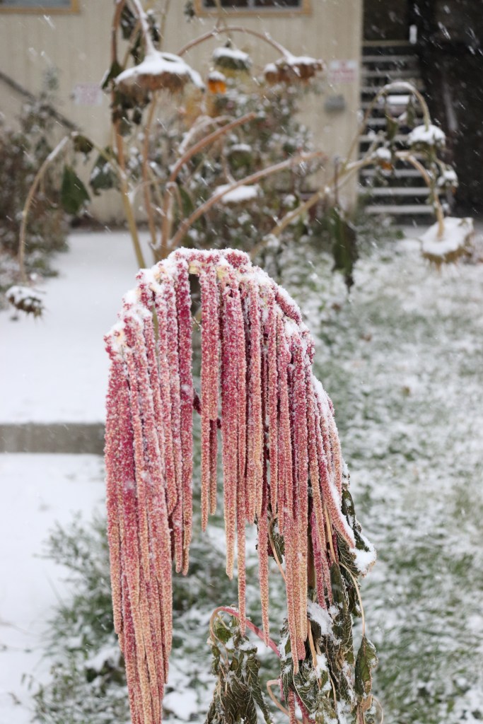 Love lays bleeding...