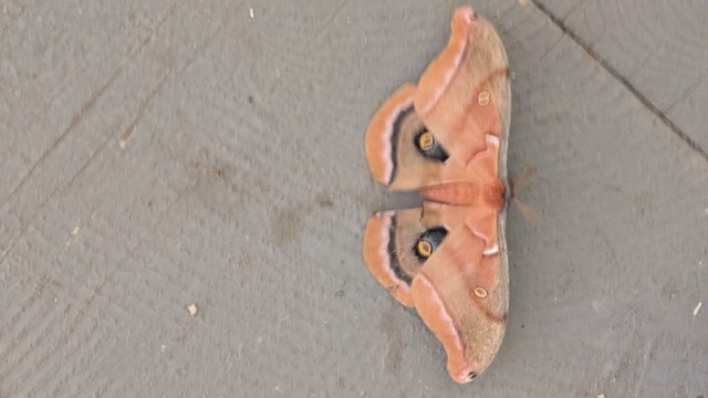 Moth